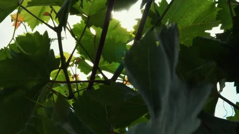 Sun shining through leaf of trees on a warm summer day, close-up Stock Footage 167858707