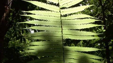 Sun shining through leaf in the undergrowth of lowland rainforest Stock Footage 56021194