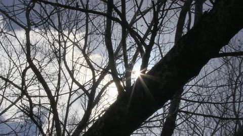 Sun shining through leafless trees Stock Footage 86745733