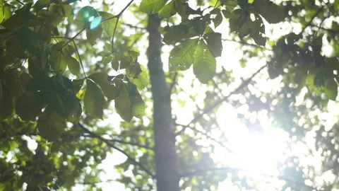 Sun shining through leafs creating sun flairs Stock Footage 148022383