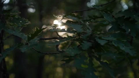 Sun shining through the leafs Stock Photos
