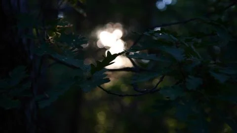 Sun shining through the leafs Stock Photos