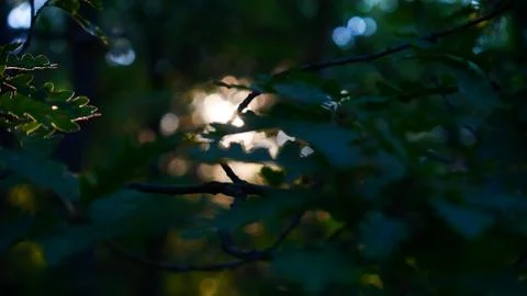 Sun shining through the leafs Stock Photos