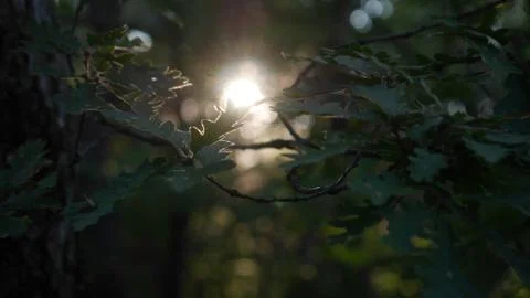 Sun shining through the leafs Stock Photos