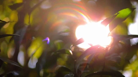 Sun shining through leafy branches. Stock Footage 88406616