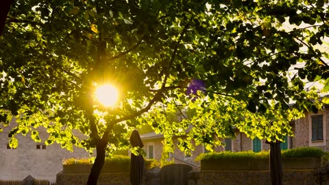 Sun shining through the leave Stock Footage 282718918