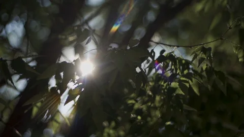 Sun Shining through the Leaves 001 Stock Footage 112666109