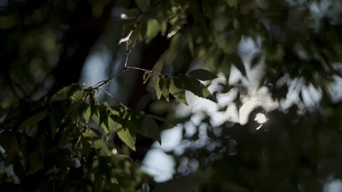 Sun Shining through the Leaves 002 Stock Footage 112666100