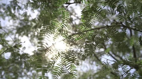 Sun Shining through the Leaves 2 Stock Footage 49774643