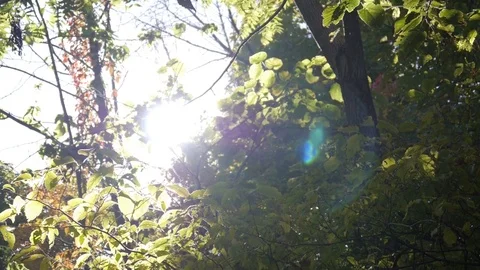 Sun shining through leaves and trees in forest - lens flare Stock Footage 74070374