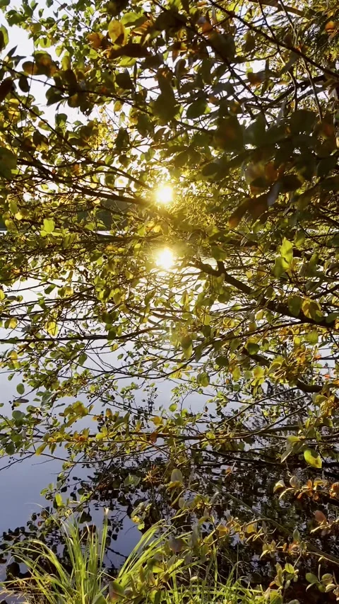Sun shining through leaves and reflection in calm pond at sunset. Rays of set Stock Footage 328919379