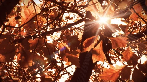 Sun shining through leaves background. Red. Loop. Stock Footage 44560662