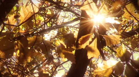 Sun shining through leaves background. Golden. Loop. Video stock 44560669