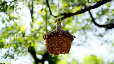 Sun shining through leaves onto beehive hanging from tree branch Stock Footage 275036817