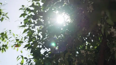 Sun shining through leaves of blooming orange tree Stock Footage 239910047