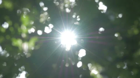 Sun shining through leaves blowing in breeze 4k background Stock Footage 63298019