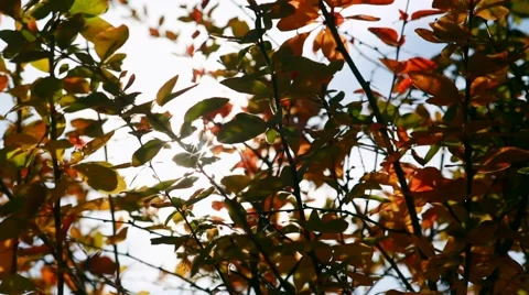 Sun shining through leaves blowing in breeze. Clear autumn day Stock-Footage 67234172