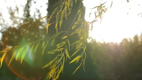 Sun Shining Through Leaves Blowing In Breeze 4k 動画素材 100632520