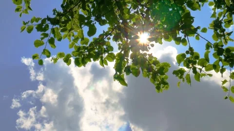 Sun shining through leaves with blue sky. Stock Footage 306286241
