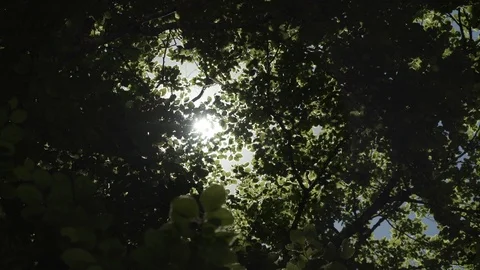 Sun shining through the leaves, Cauterets, France Video stock 102155936
