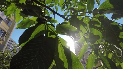 Sun shining through the leaves in the city Stock Footage 137443293