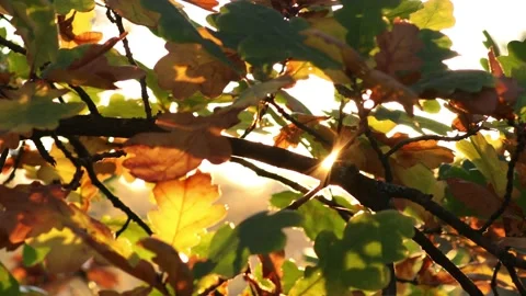 Sun shining through leaves during sunset Stock Footage 158110171