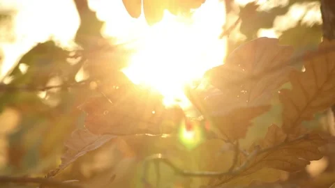Sun shining through leaves during sunset Stock Footage