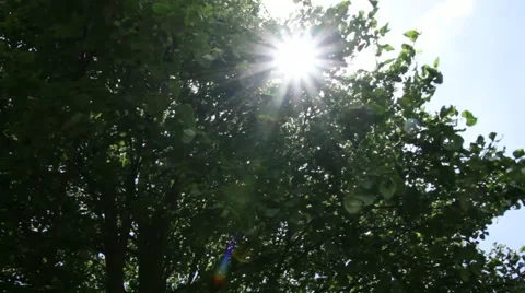 Sun Shining Through Leaves Vídeo Stock 54027827