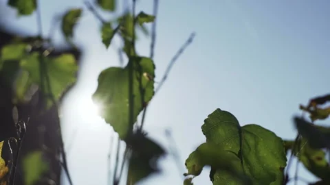 Sun is shining through leaves Video stock 72100387