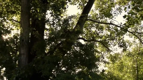 Sun shining through leaves Stock Footage 76045969