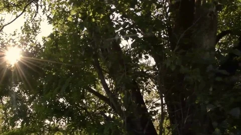 Sun shining through leaves Stock Footage 76045972