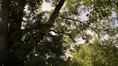 Sun shining through leaves Stock Footage 76045973