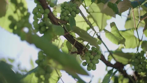 Sun shining through leaves 스톡 동영상 76189749