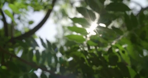 Sun shining through the leaves Stock Footage 80295002