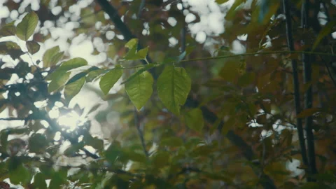 Sun Shining Through Leaves 스톡 동영상 132266994