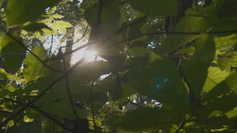 Sun Shining Through the Leaves Vídeos de archivo 138715917