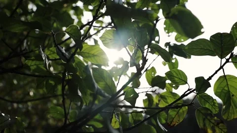 Sun shining through leaves Stock Footage 141505188