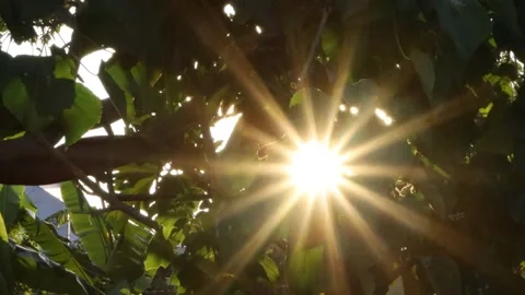 Sun shining through the leaves Stock Footage 157464754