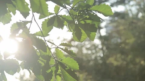The sun is shining through the leaves of the oak Stock Footage 46182095