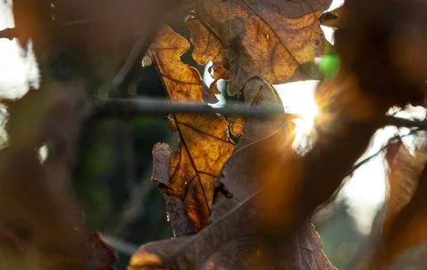 Sun shining through leaves Stockfoto's