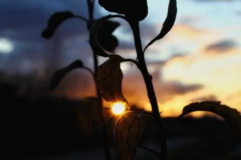 Sun shining through the leaves Foto stock