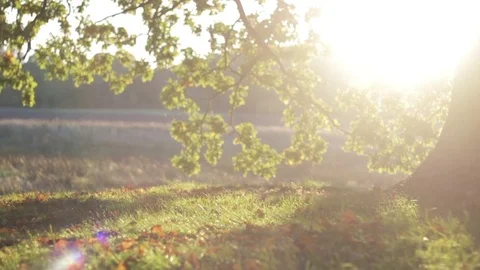 Sun is shining through the leaves in slomotion Stock Footage 69878528