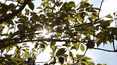 Sun shining through leaves slow motion move Stock Footage 108359658