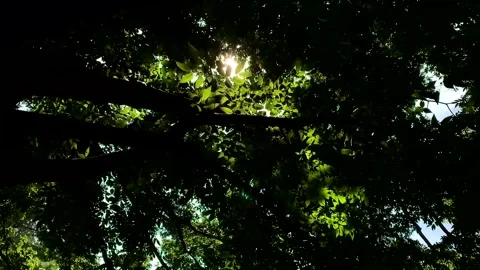 Sun shining through leaves super slow motion 스톡 동영상 160072726