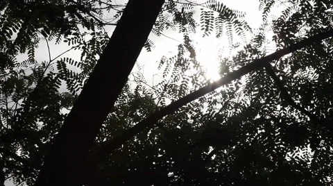 Sun Shining Through Leaves of Tree Stock Footage 45703918