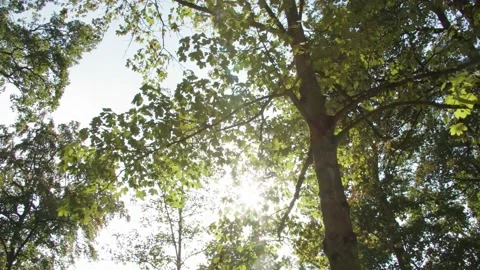 Sun Shining through Leaves of the Tree/ Lense Flare/ Light Leak Vídeos de archivo 144609056