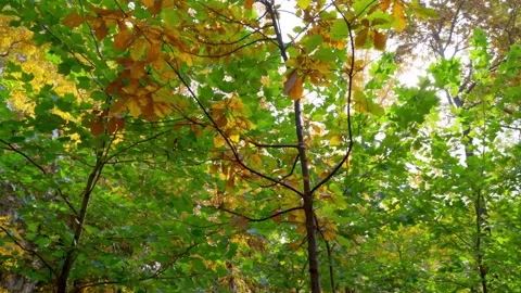 Sun is shining through the leaves of tree. Autumn park Stock Footage 166444164