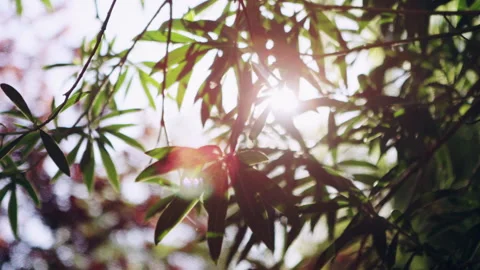 Sun shining through leaves on a tree Stock Footage 278831488