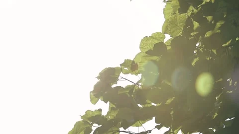 Sun shining through the leaves of the tree Stock Footage 310802901