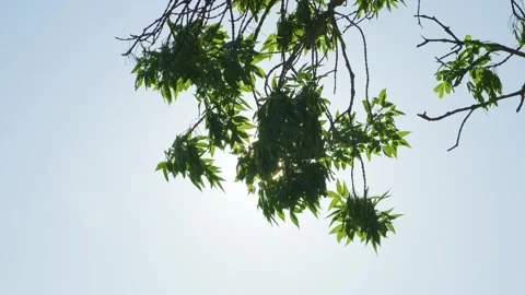 Sun is shining through leaves of tree Stockbeeldmateriaal 336382424